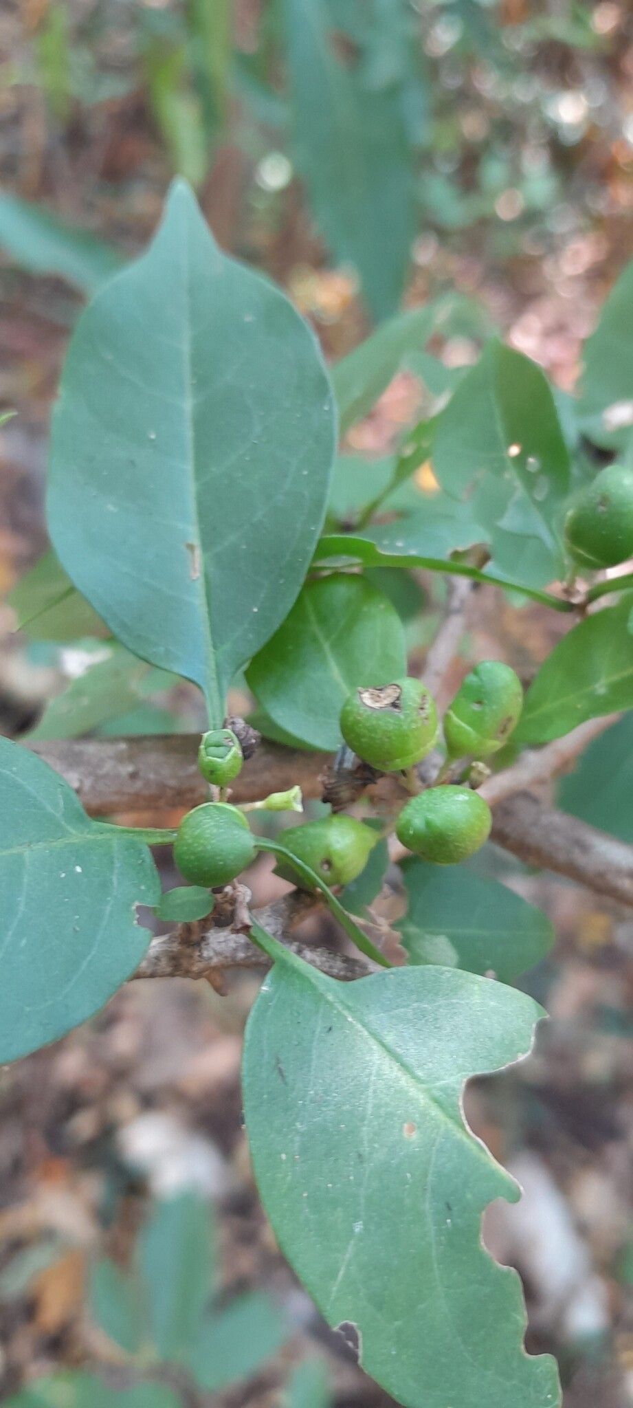 Clerodendrum pyrifolium fruit