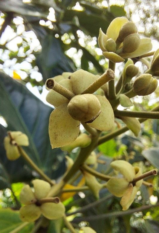 Hernandia cordigera flower