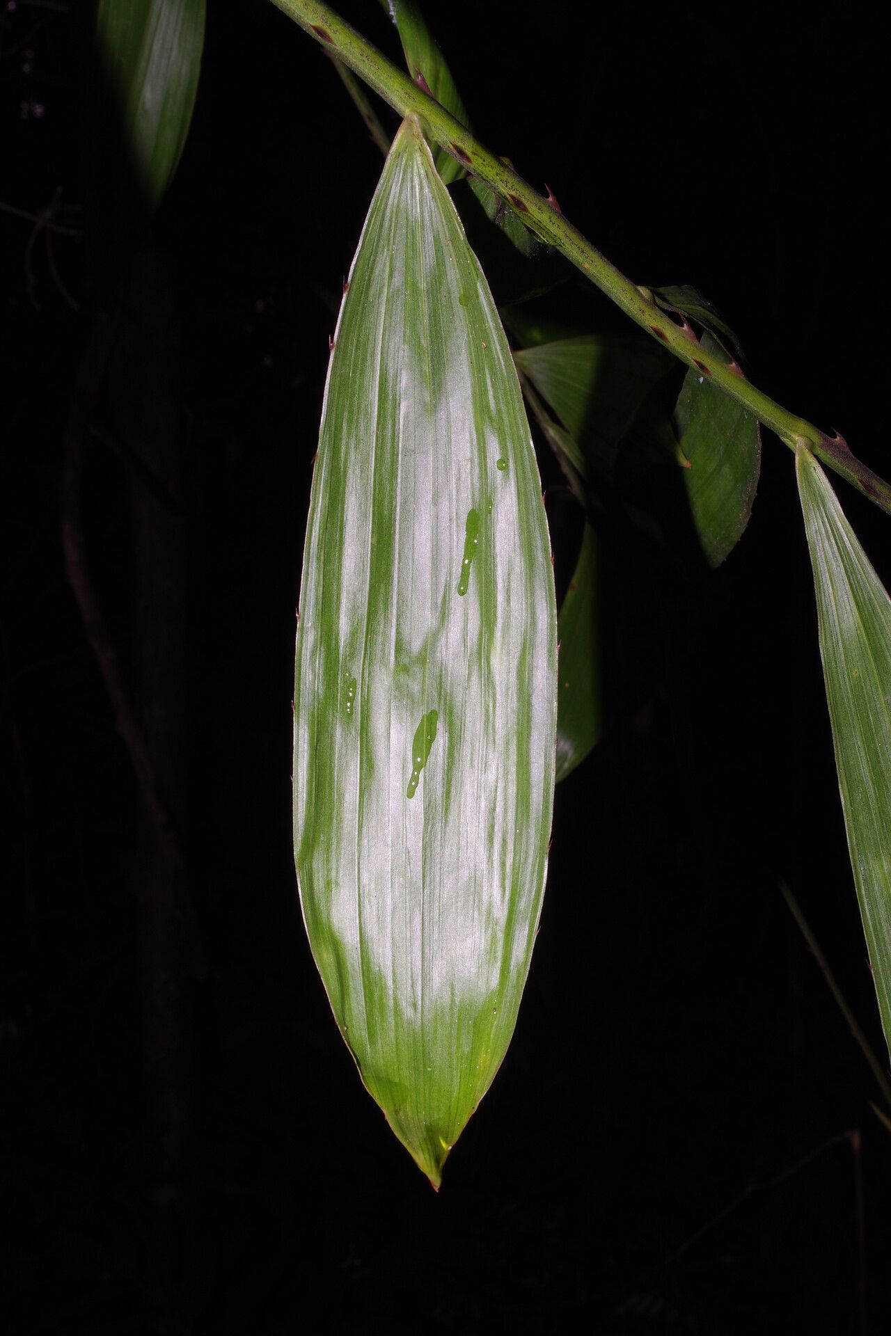 Eremospatha quinquecostulata leaf