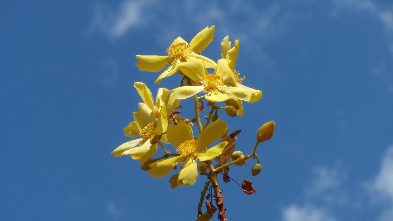 Cochlospermum fraseri flower