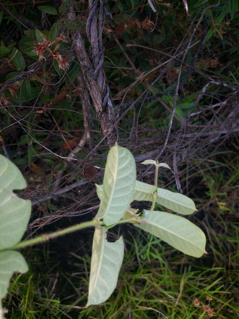 Mandevilla hirsuta — houseplant care guide