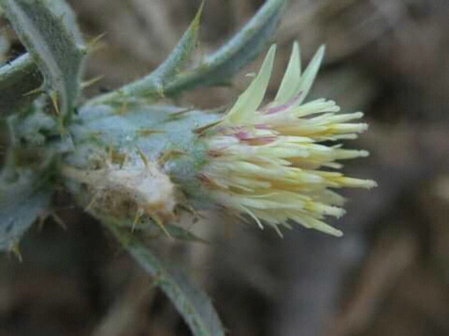 Atractylis arabica — related species from the same genus