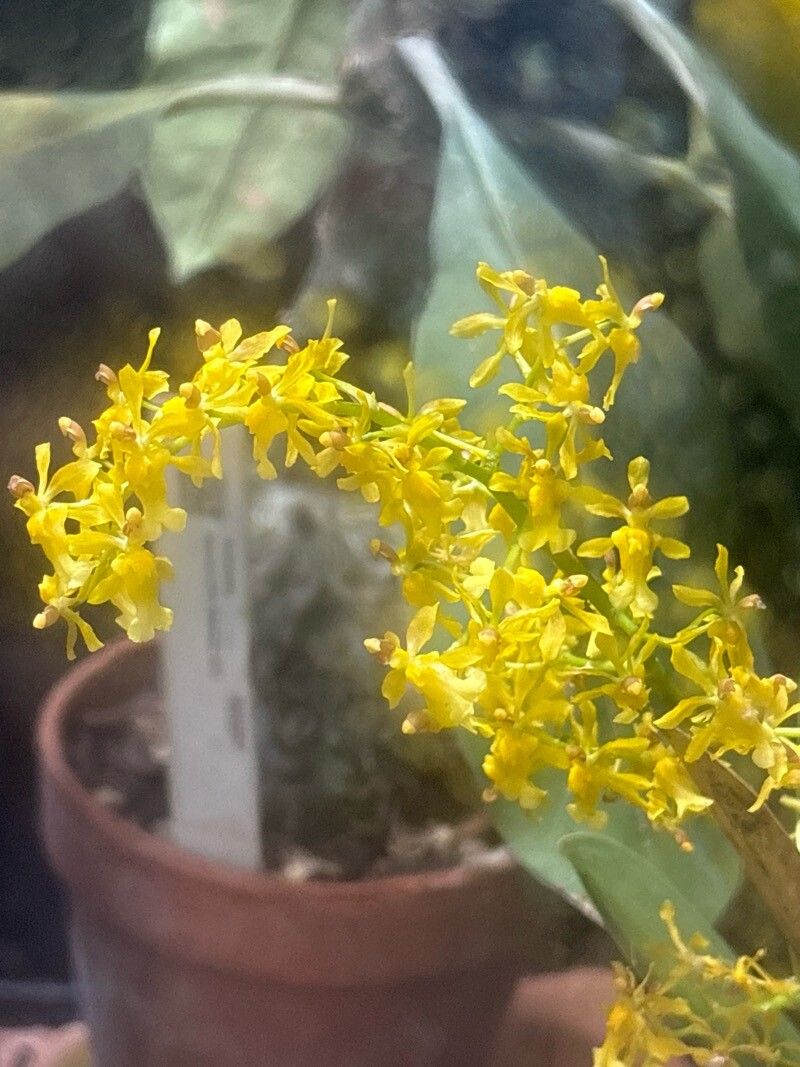 Oncidium chrysomorphum — search result for 'Oncidium'
