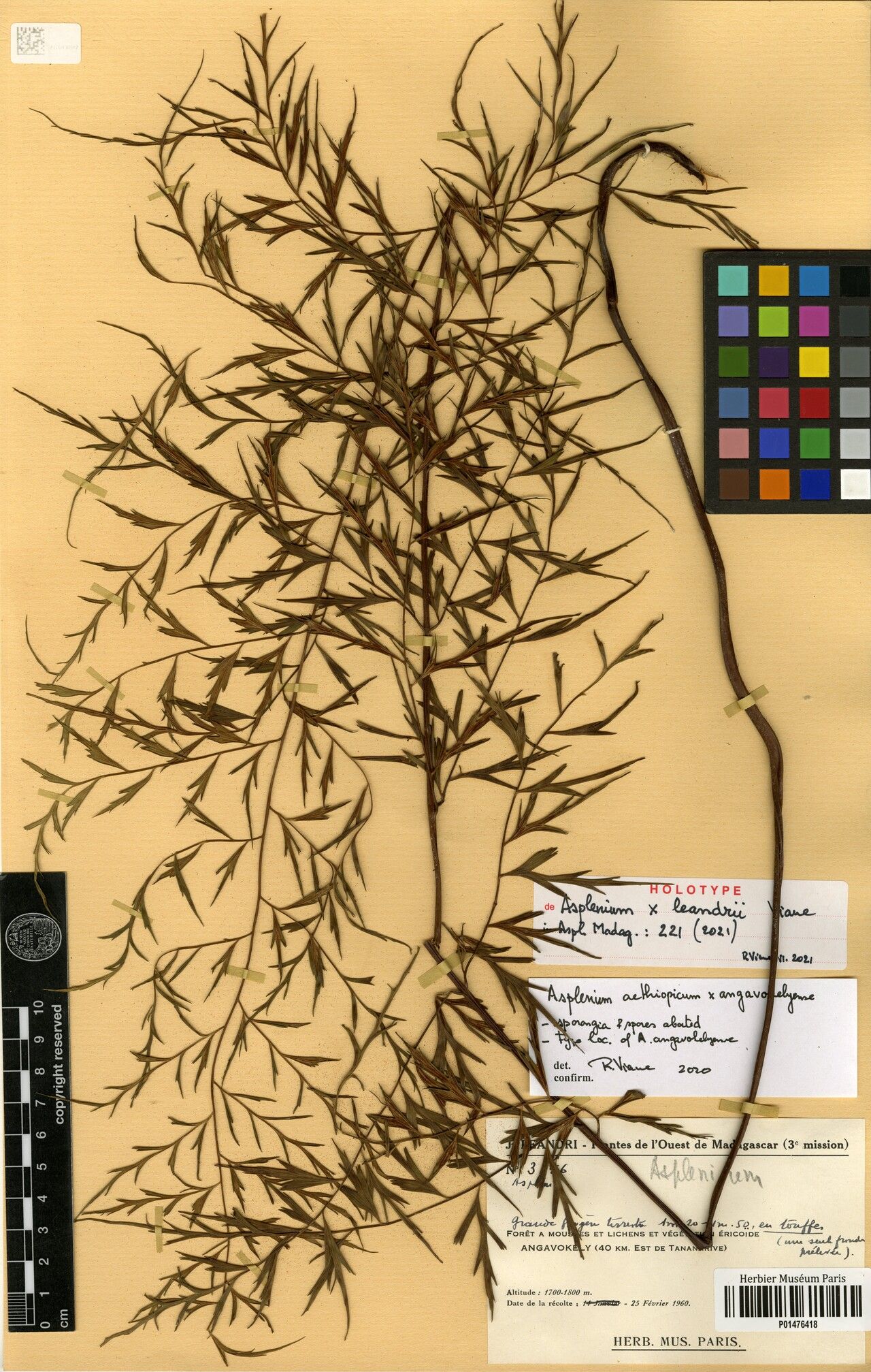 Asplenium × leandrii — houseplant care guide