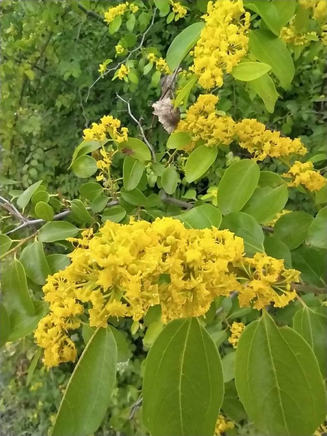 Paliurus spina-christi flower