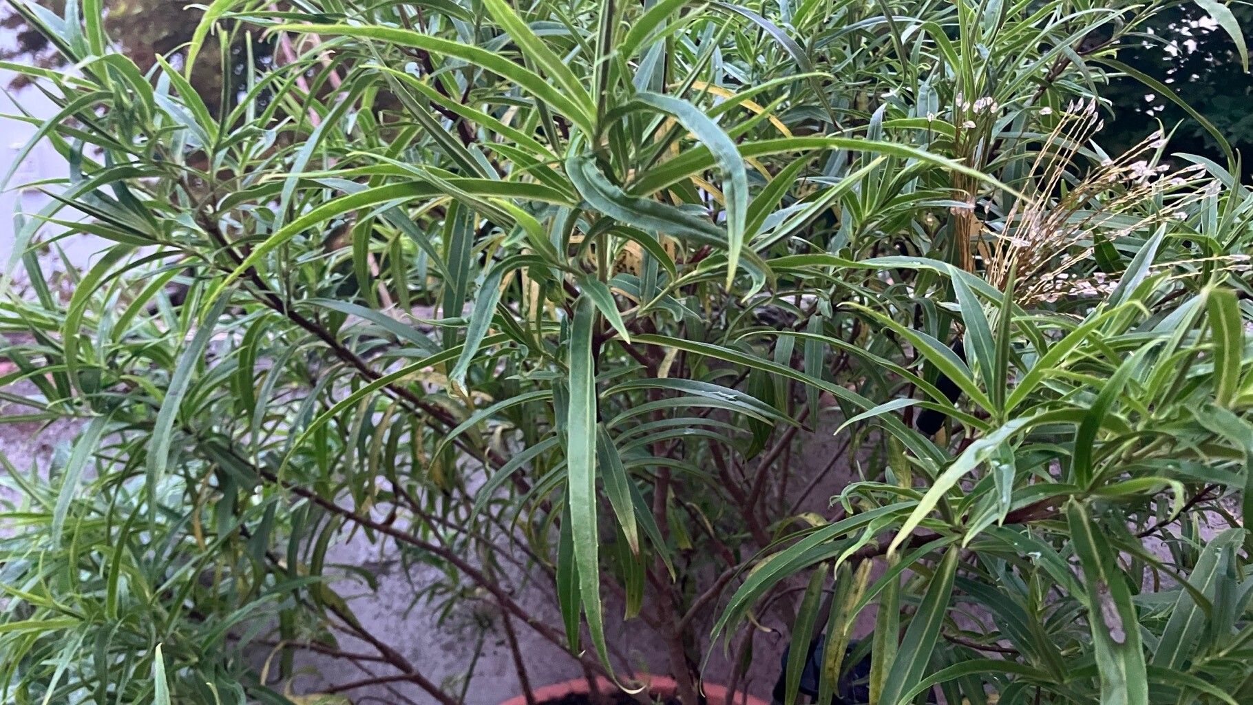 Solanum linearifolium — houseplant care guide