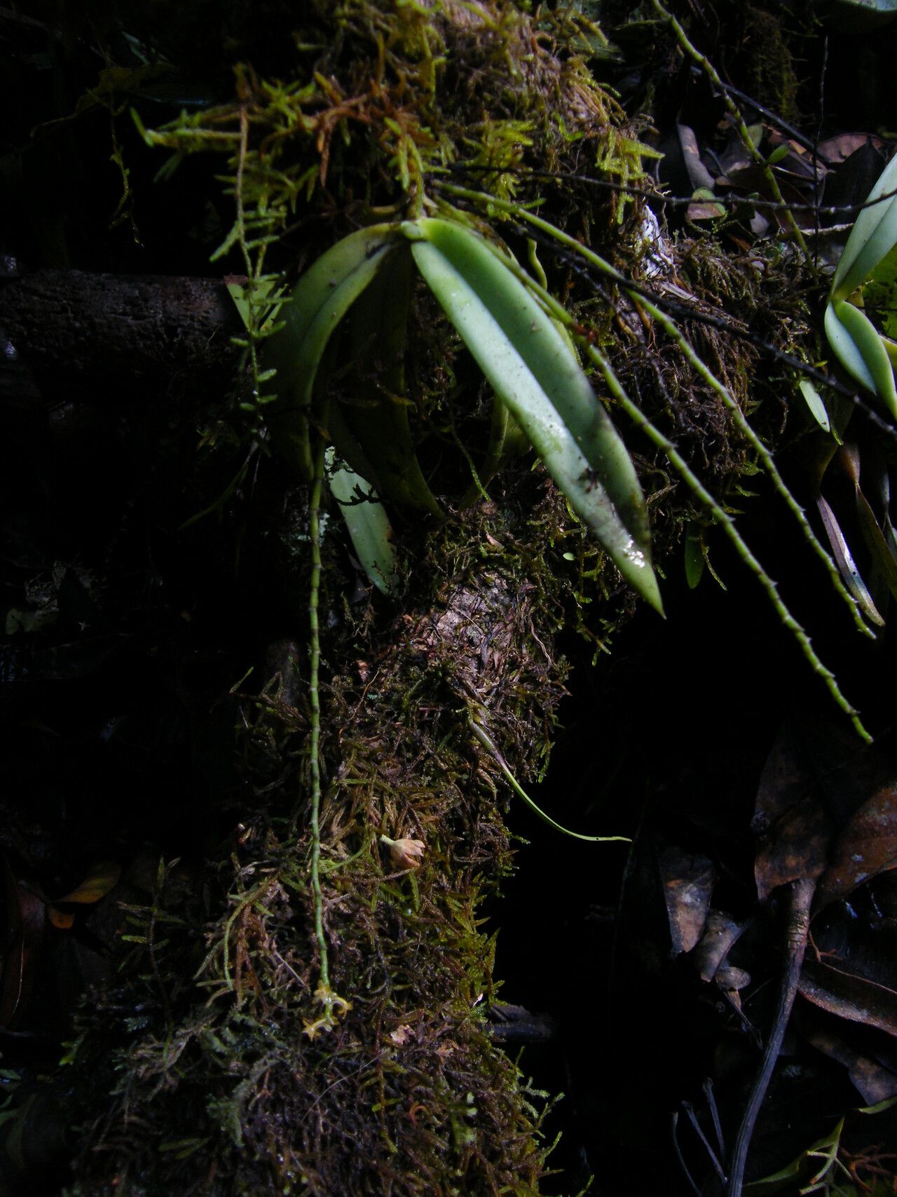 Diaphananthe letouzeyi habit