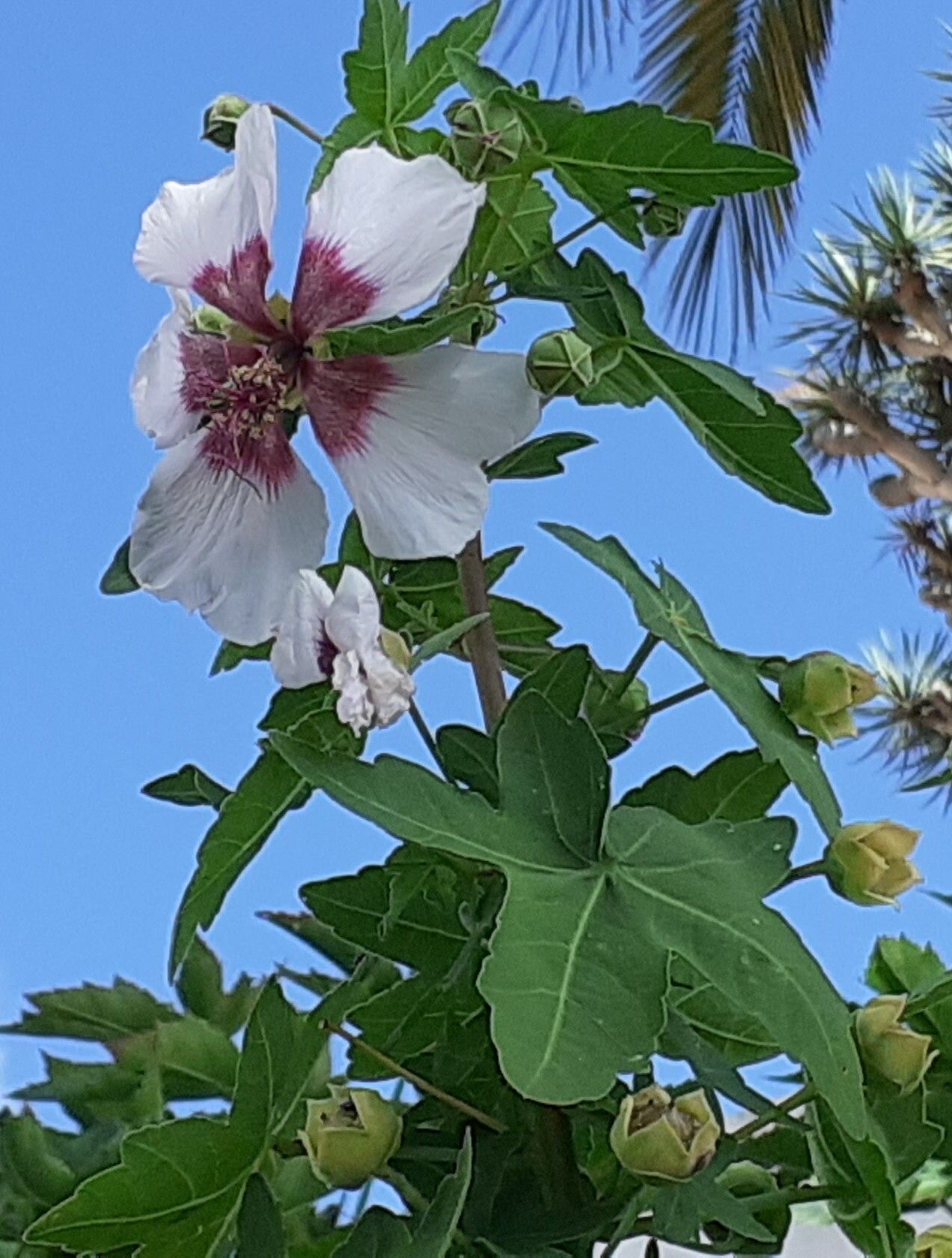 Lavatera acerifolia flower