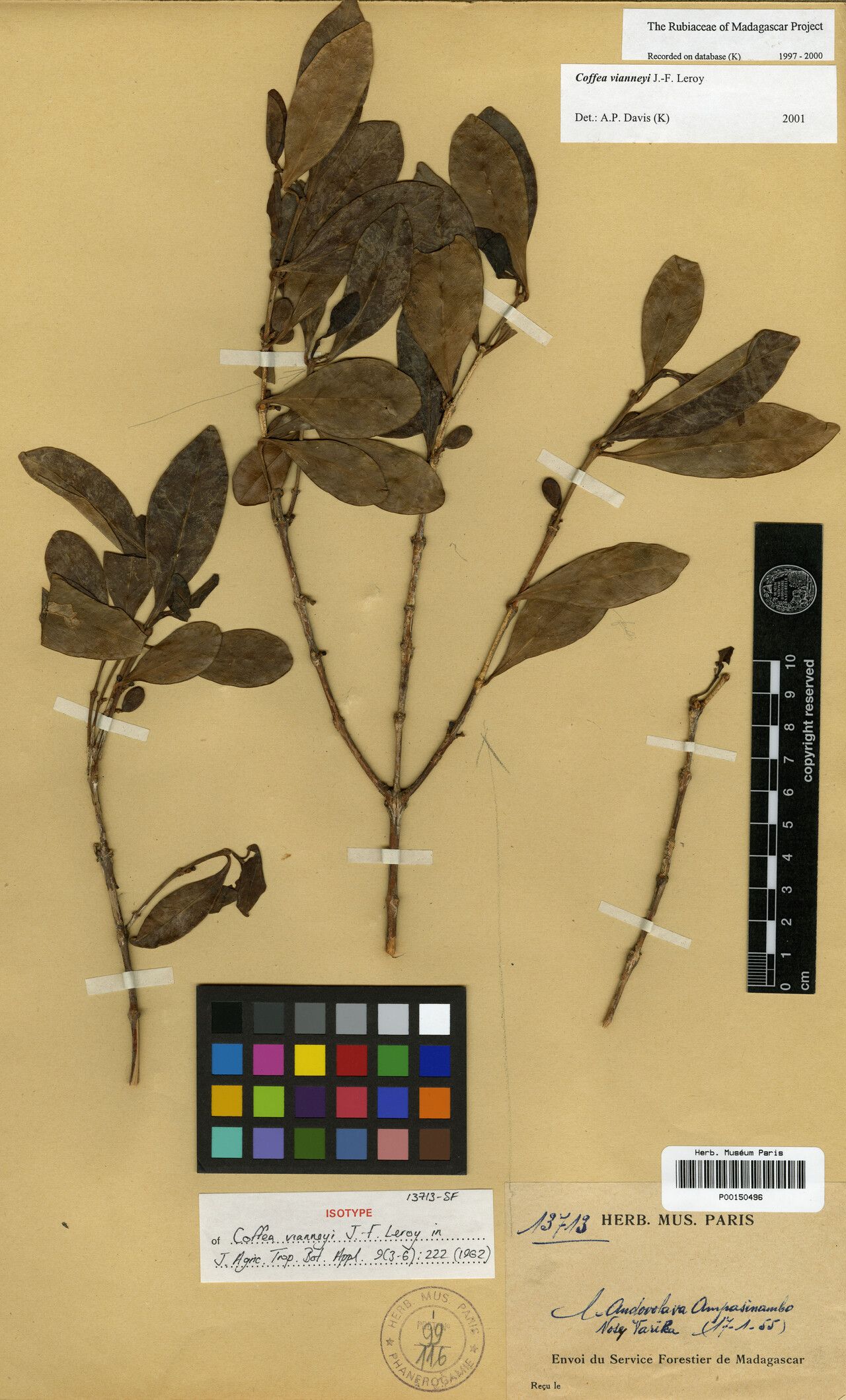 Coffea vianneyi — houseplant care guide