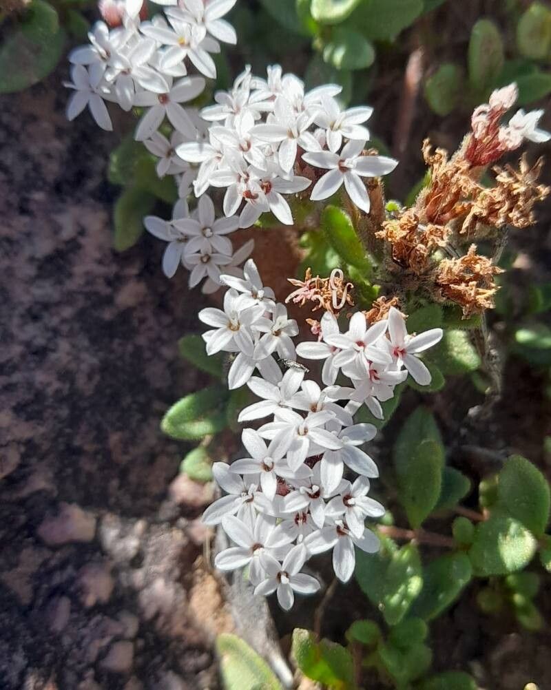 Stevia mandonii flower