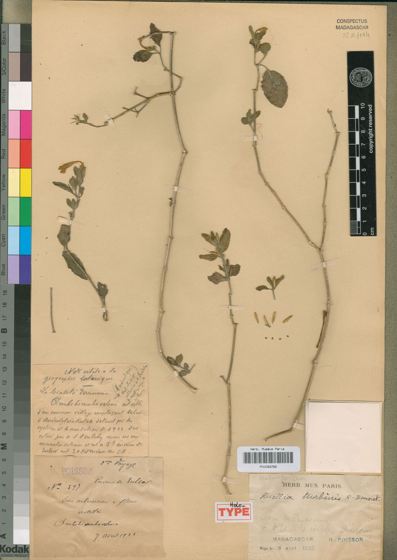 Ruellia turbinis — search result for 'Ruellia'