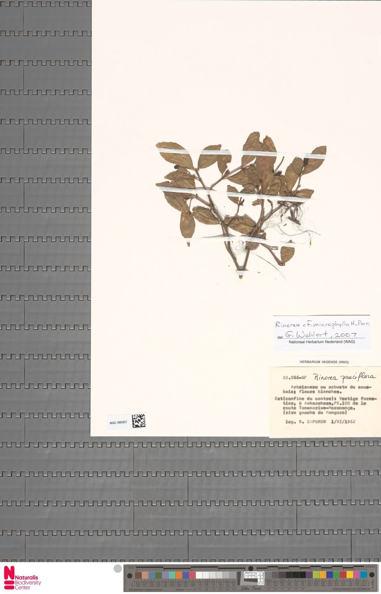 Rinorea microphylla — houseplant care guide