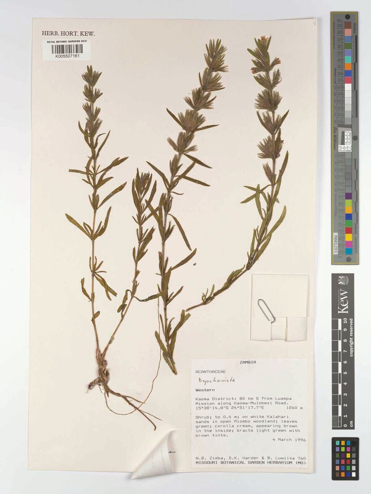 Dyschoriste zambiana — houseplant care guide