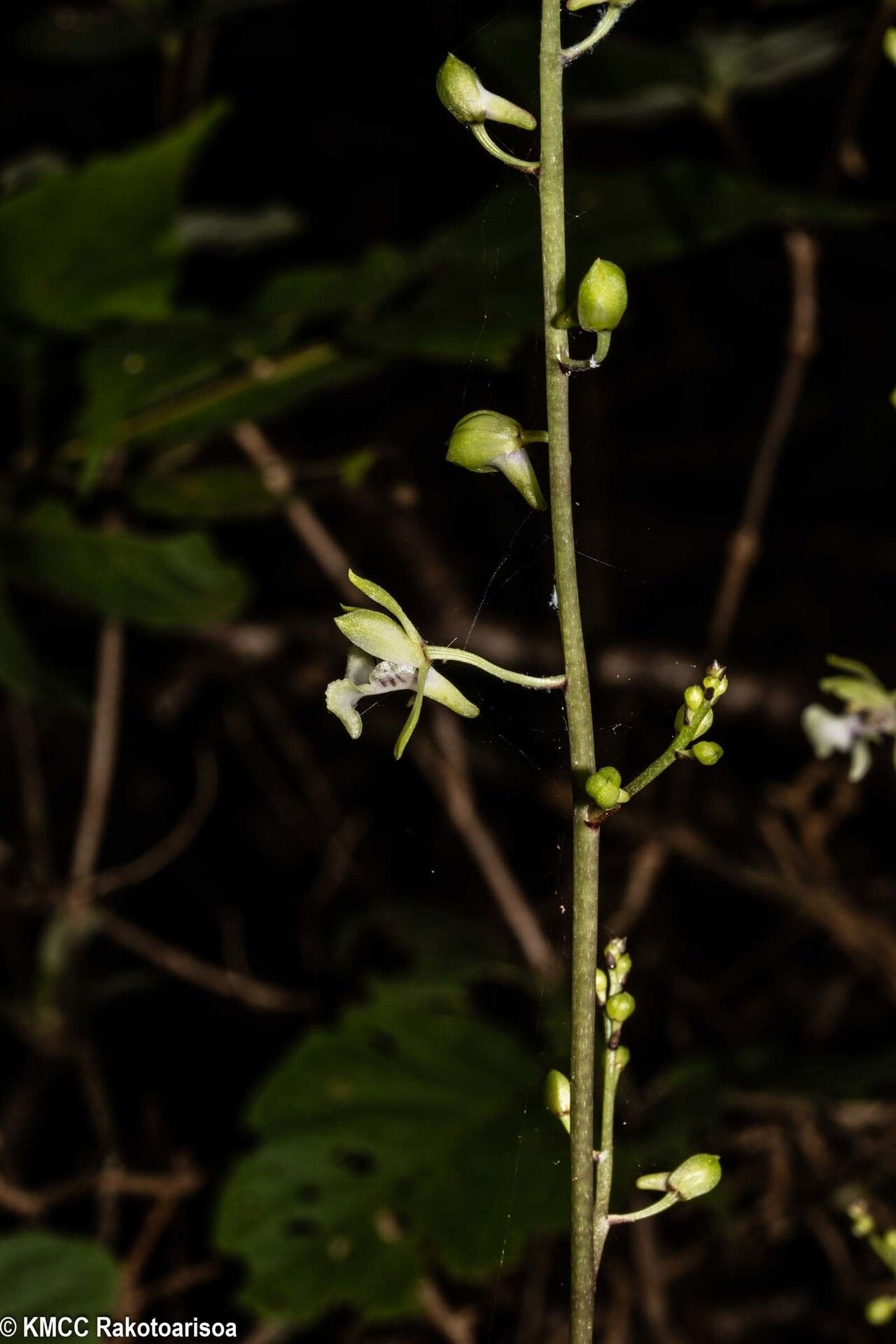 Eulophia analamerensis flower