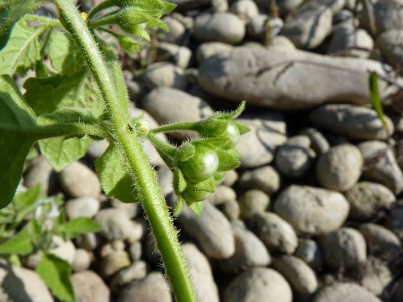 Solanum sarrachoides bark
