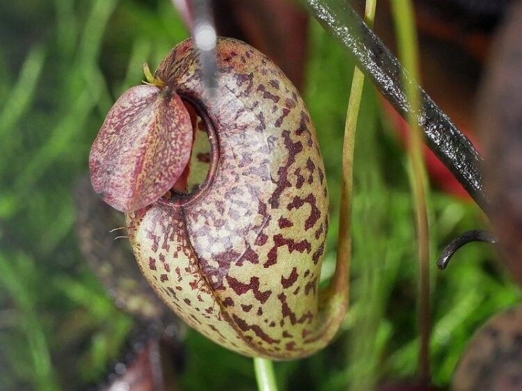 Nepenthes aristolochioides