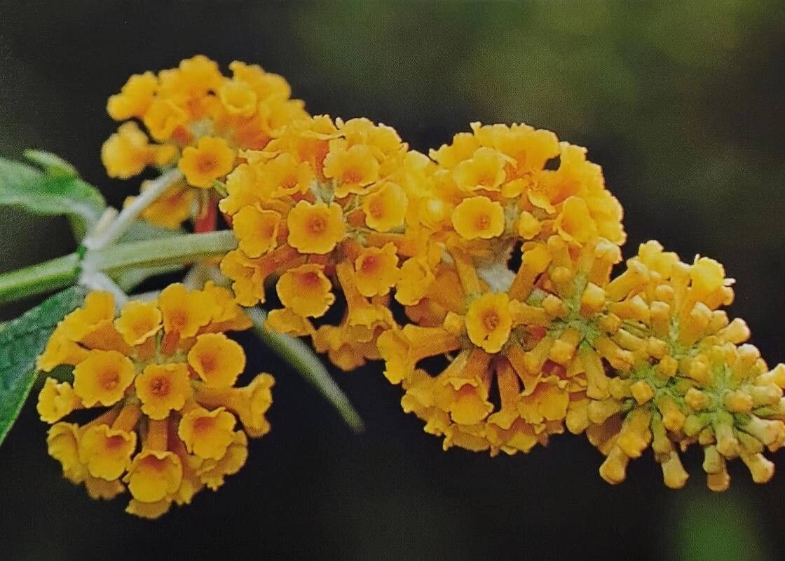 Buddleja × weyeriana flower