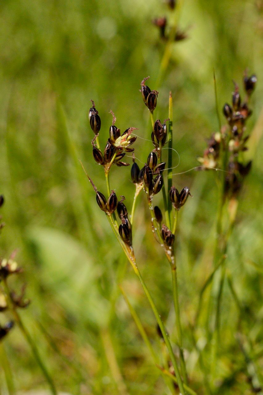 Juncus gerardii flower