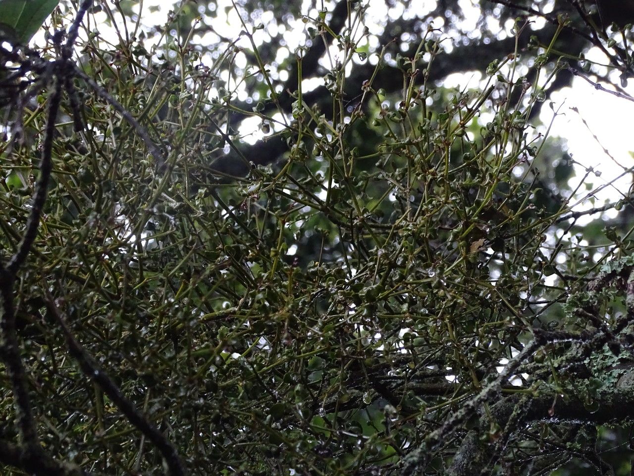 Viscum tuberculatum habit