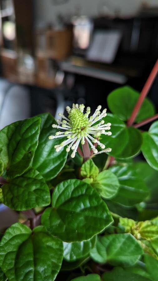 Peperomia fraseri — search result for 'Peperomia'