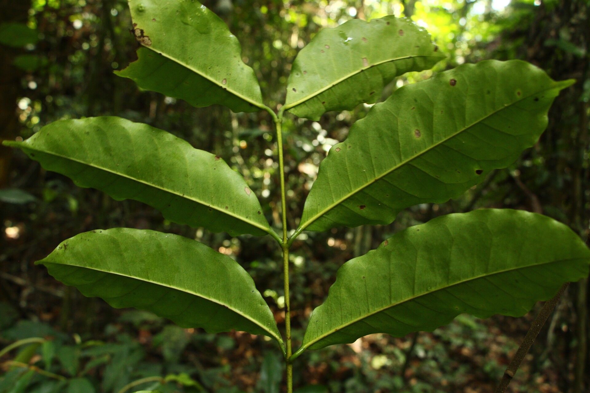 Landolphia robustior leaf