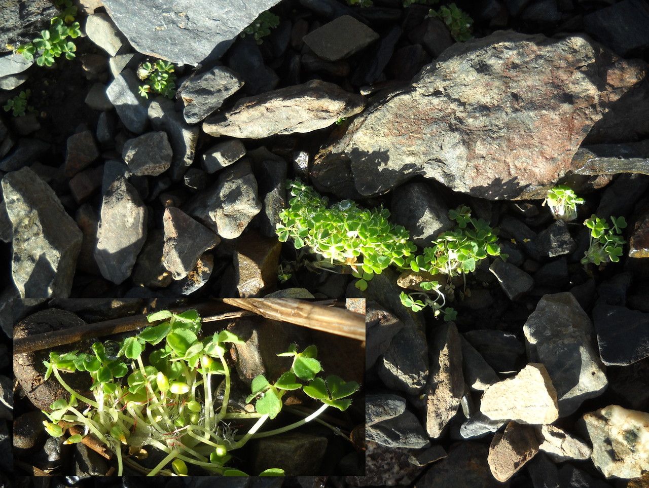 Oxalis nubigena — search result for 'Oxalis'