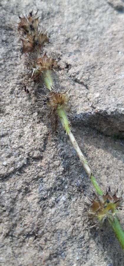 Galeopsis speciosa fruit