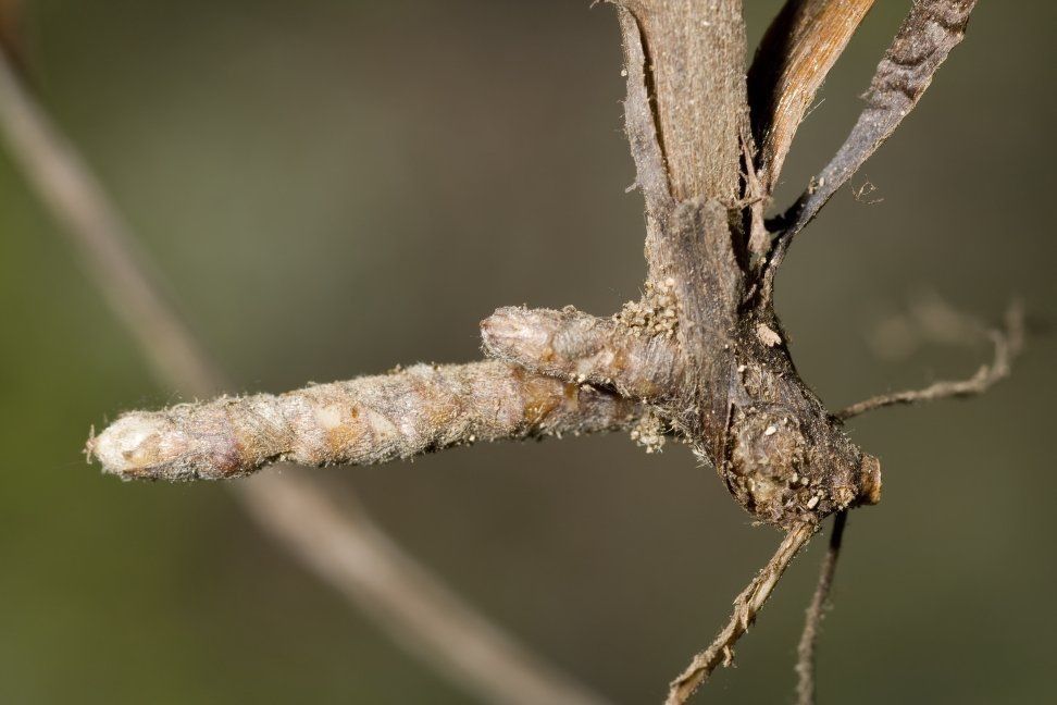 Paspalum bifidum fruit