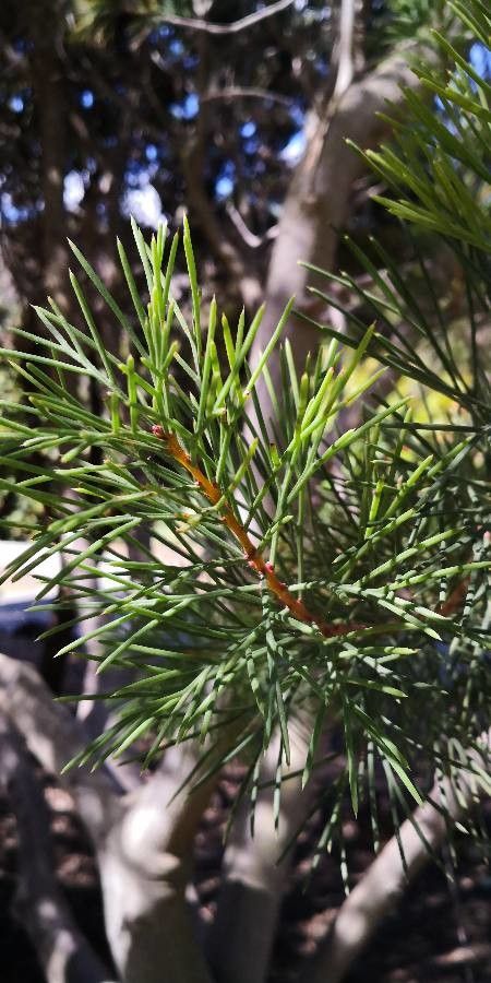 Hakea suaveolens — search result for 'Hakea'