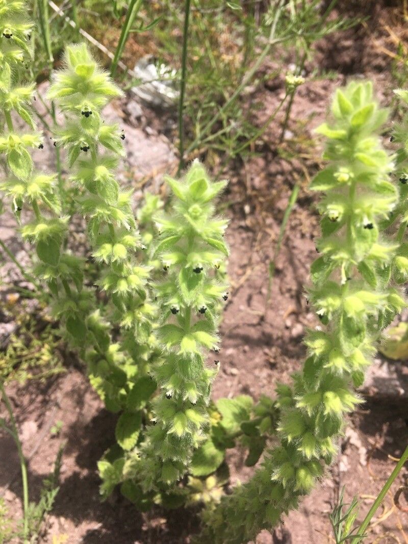 Sideritis lanata flower