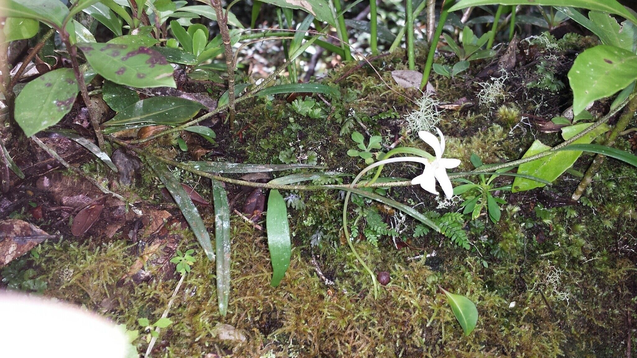 Angraecum melanostictum habit