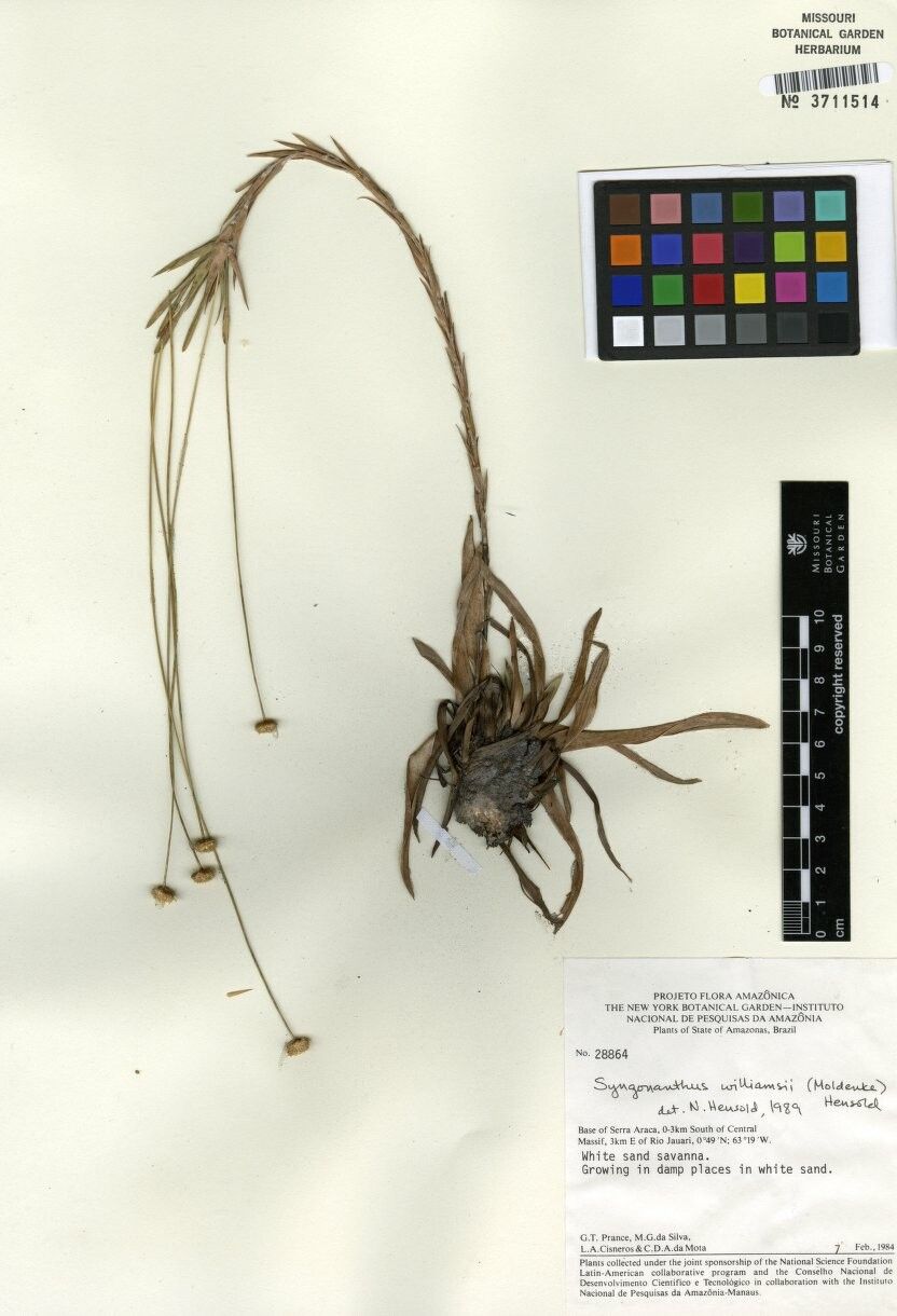 Syngonanthus williamsii — houseplant care guide