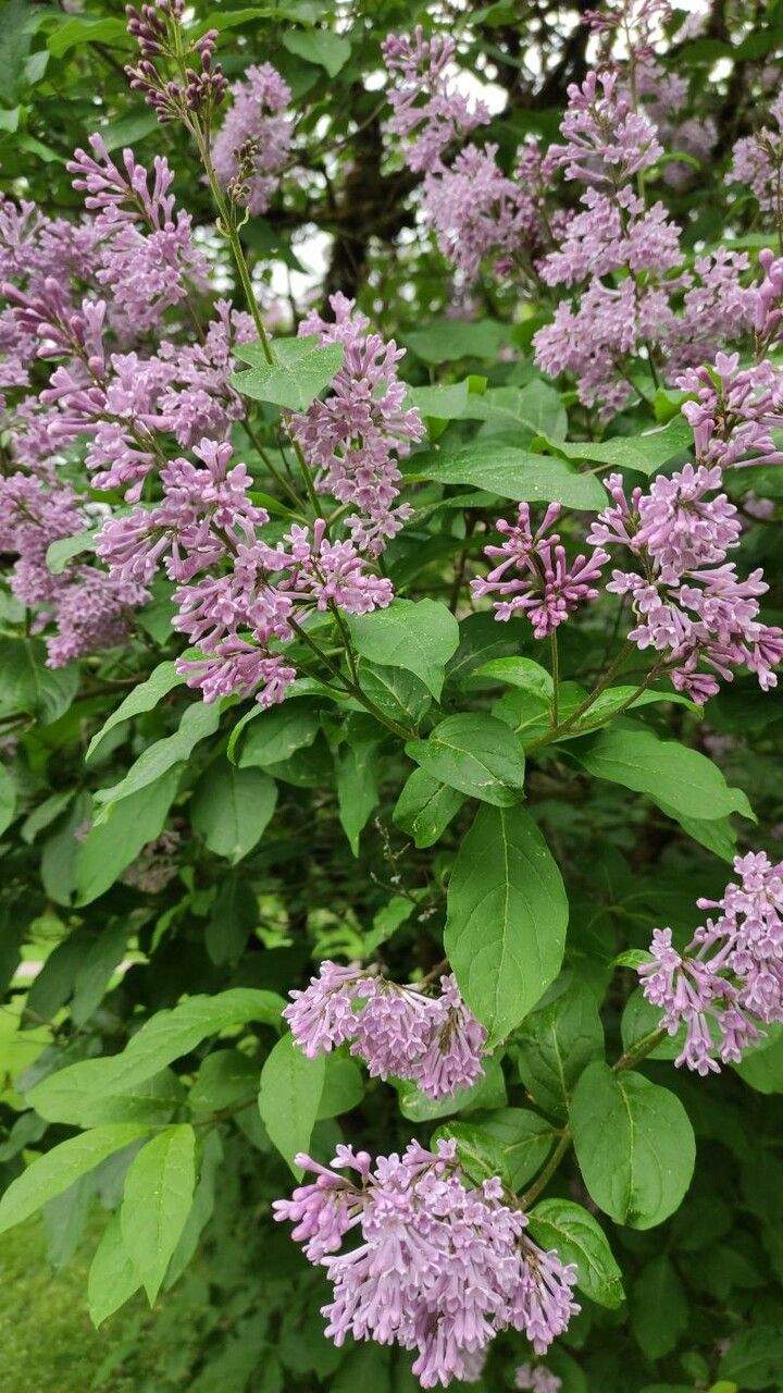 Syringa villosa flower