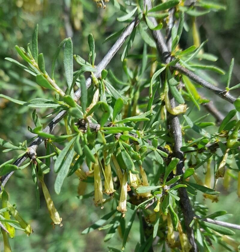 Lycium gilliesianum — search result for 'Lycium'