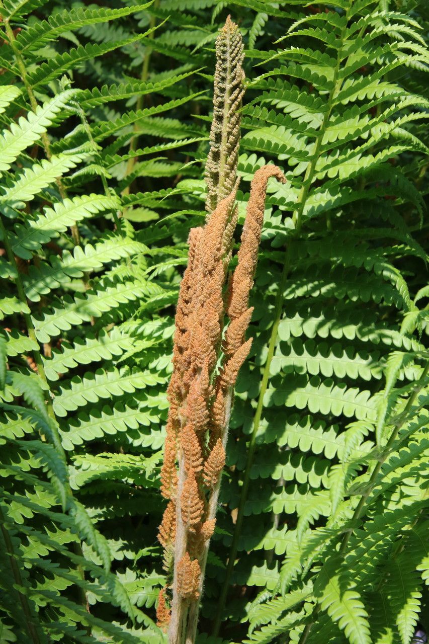 Osmunda cinnamomea flower