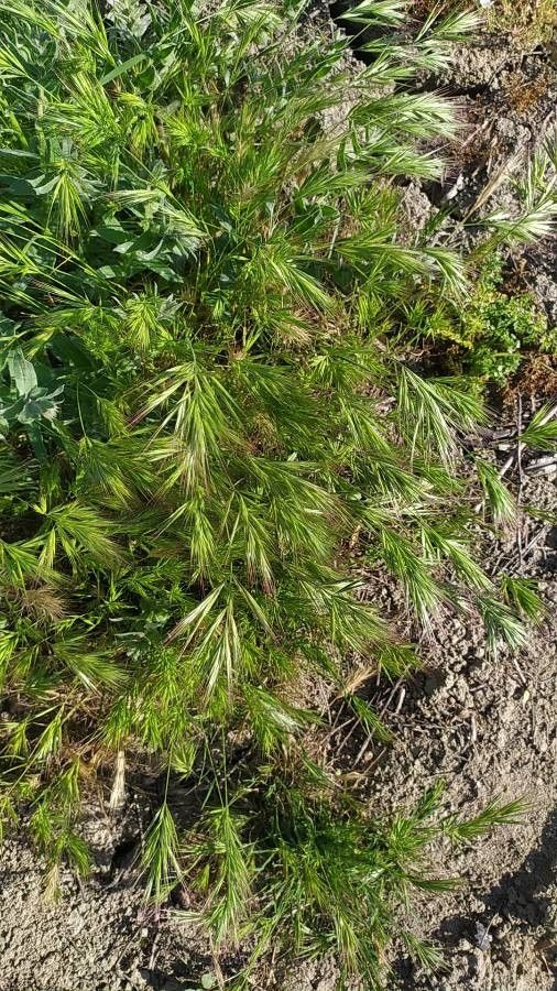 Anisantha madritensis — search result for 'Bromus'