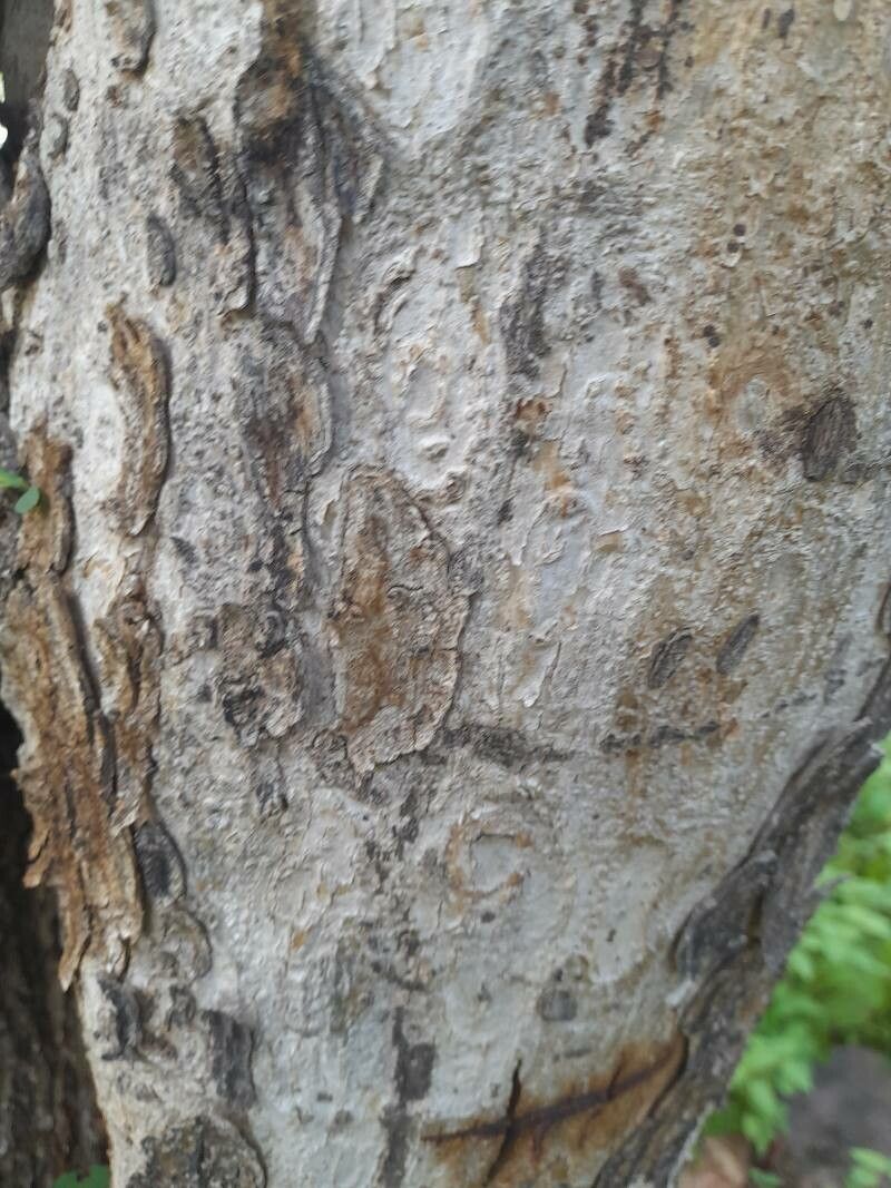 Anogeissus leiocarpa bark