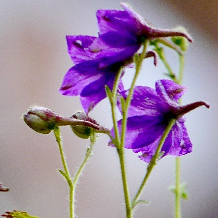 Delphinium himalayae — search result for 'Delphinium'