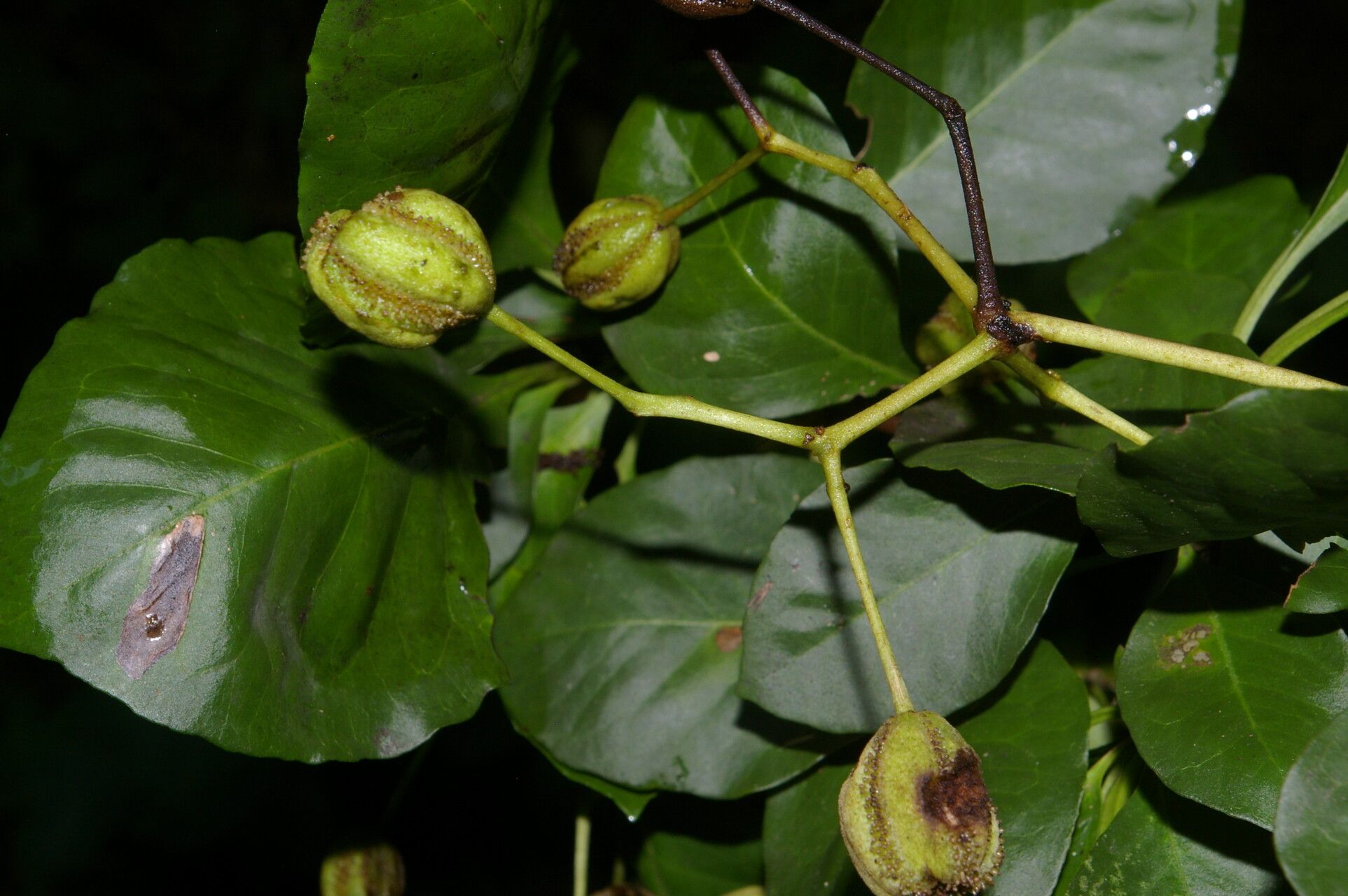 Pisonia macranthocarpa fruit