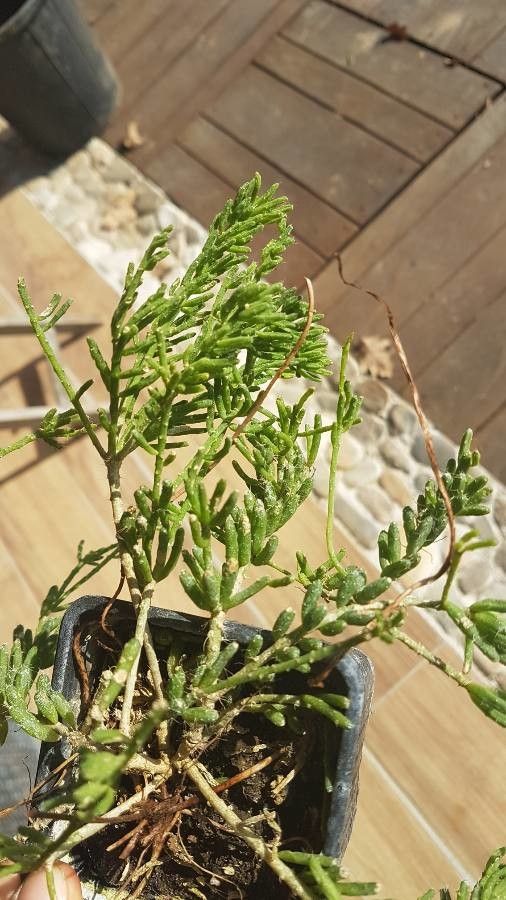 Rhipsalis mesembryanthemoides fruit