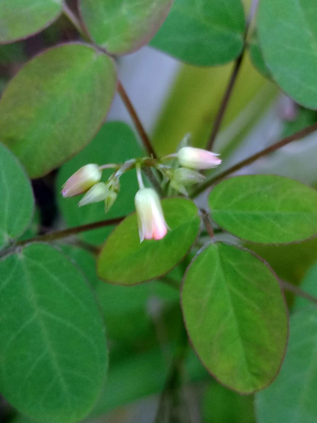 Dumasia truncata — related species from the same genus