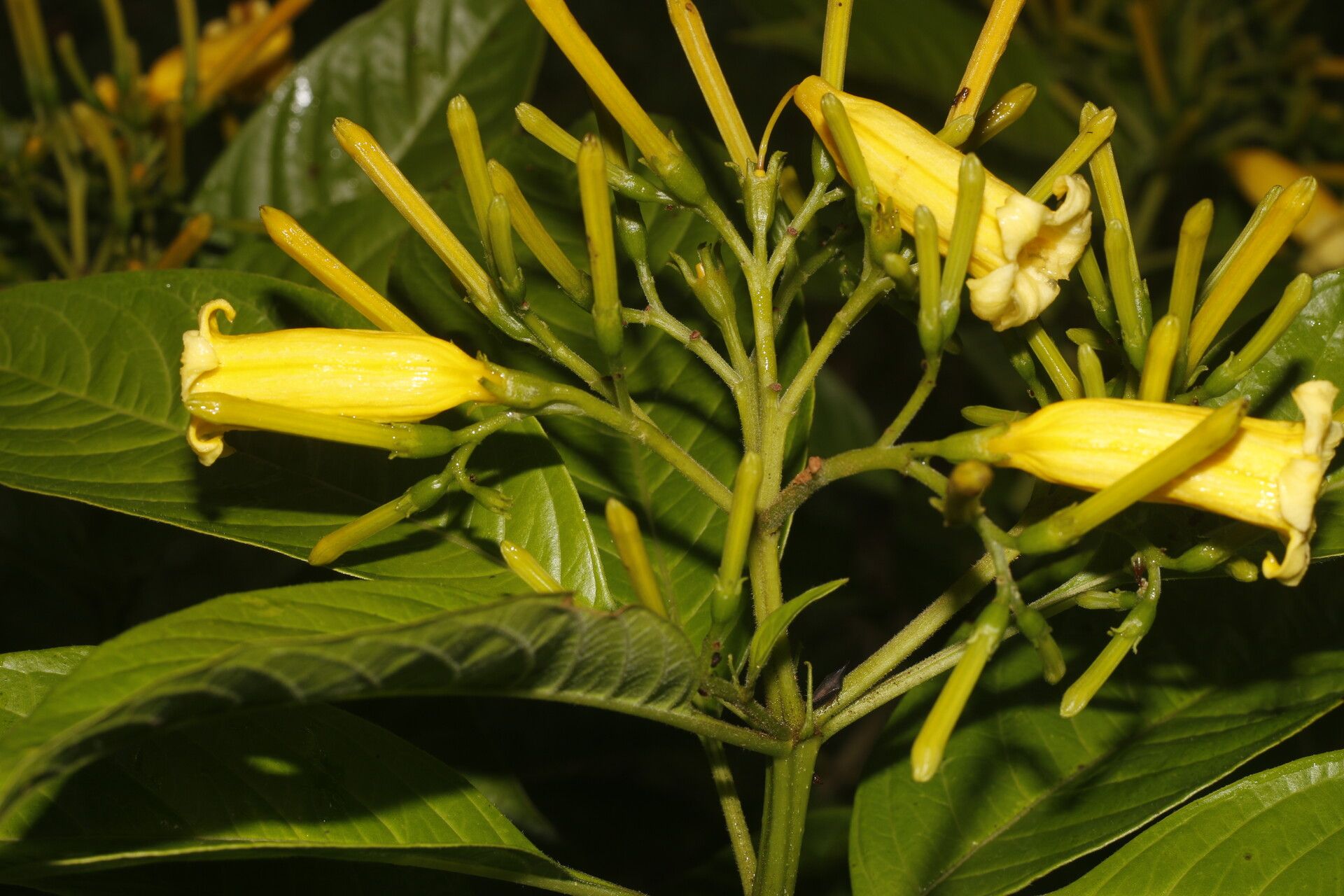 Hamelia macrantha flower