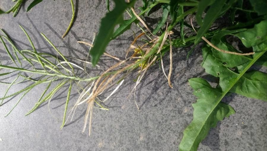 Sisymbrium irio fruit