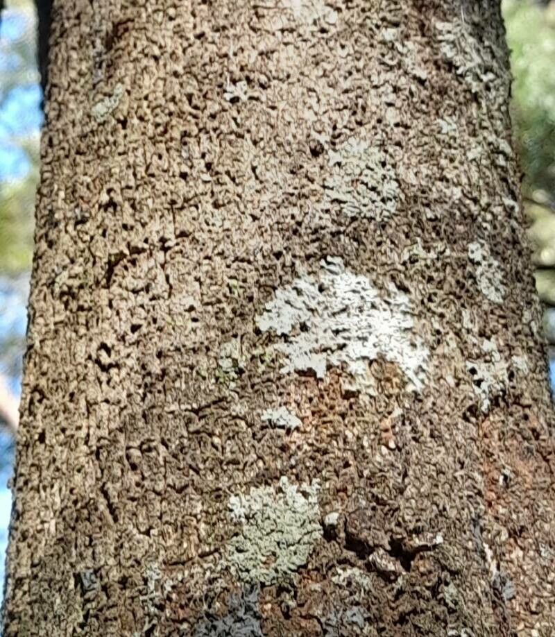 Cordia ecalyculata bark