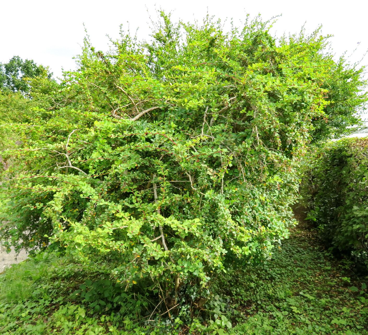 Berberis francisci-ferdinandi habit
