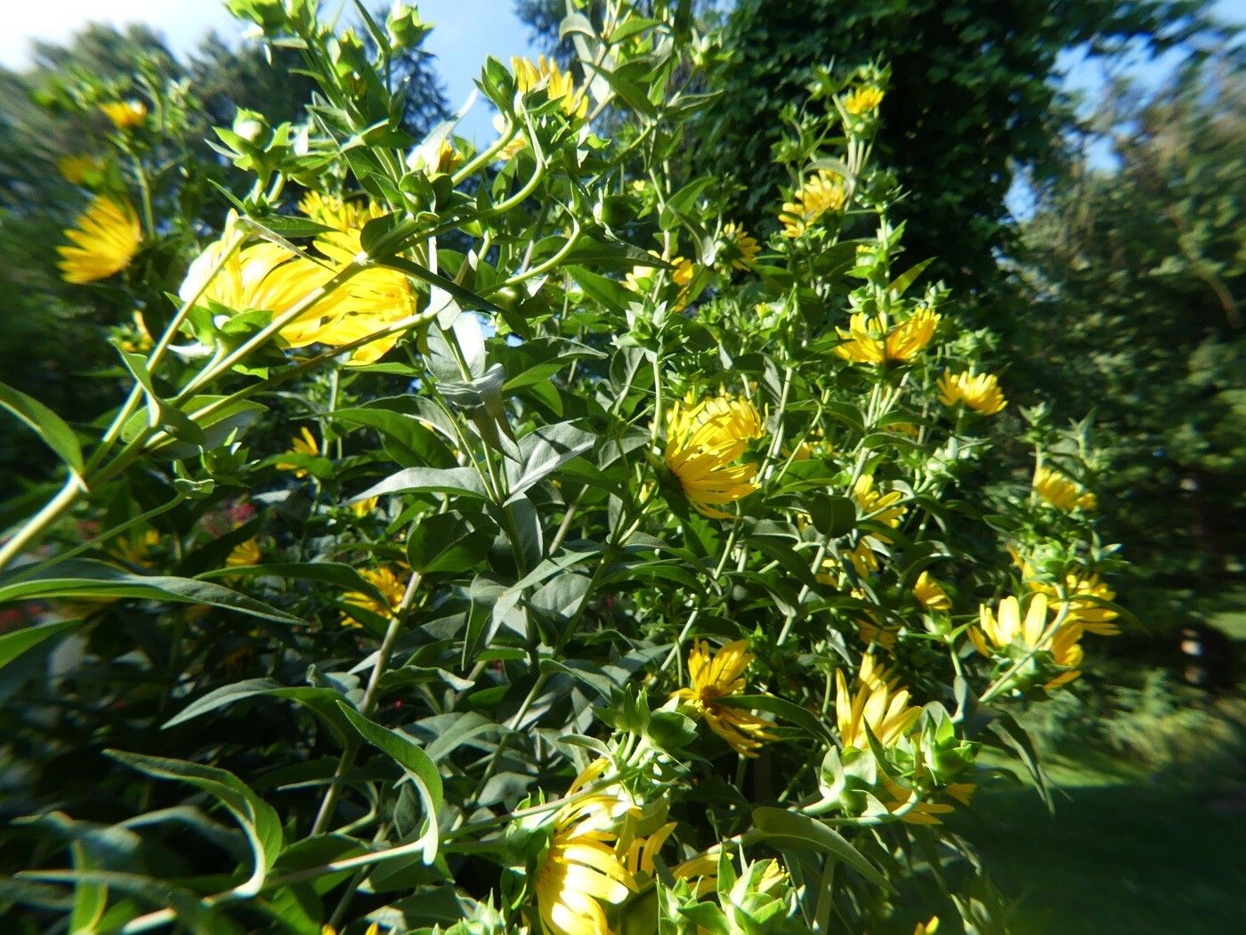 Silphium integrifolium other