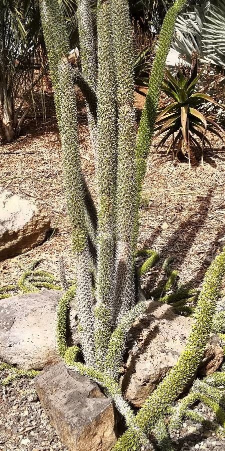 Didierea trollii bark