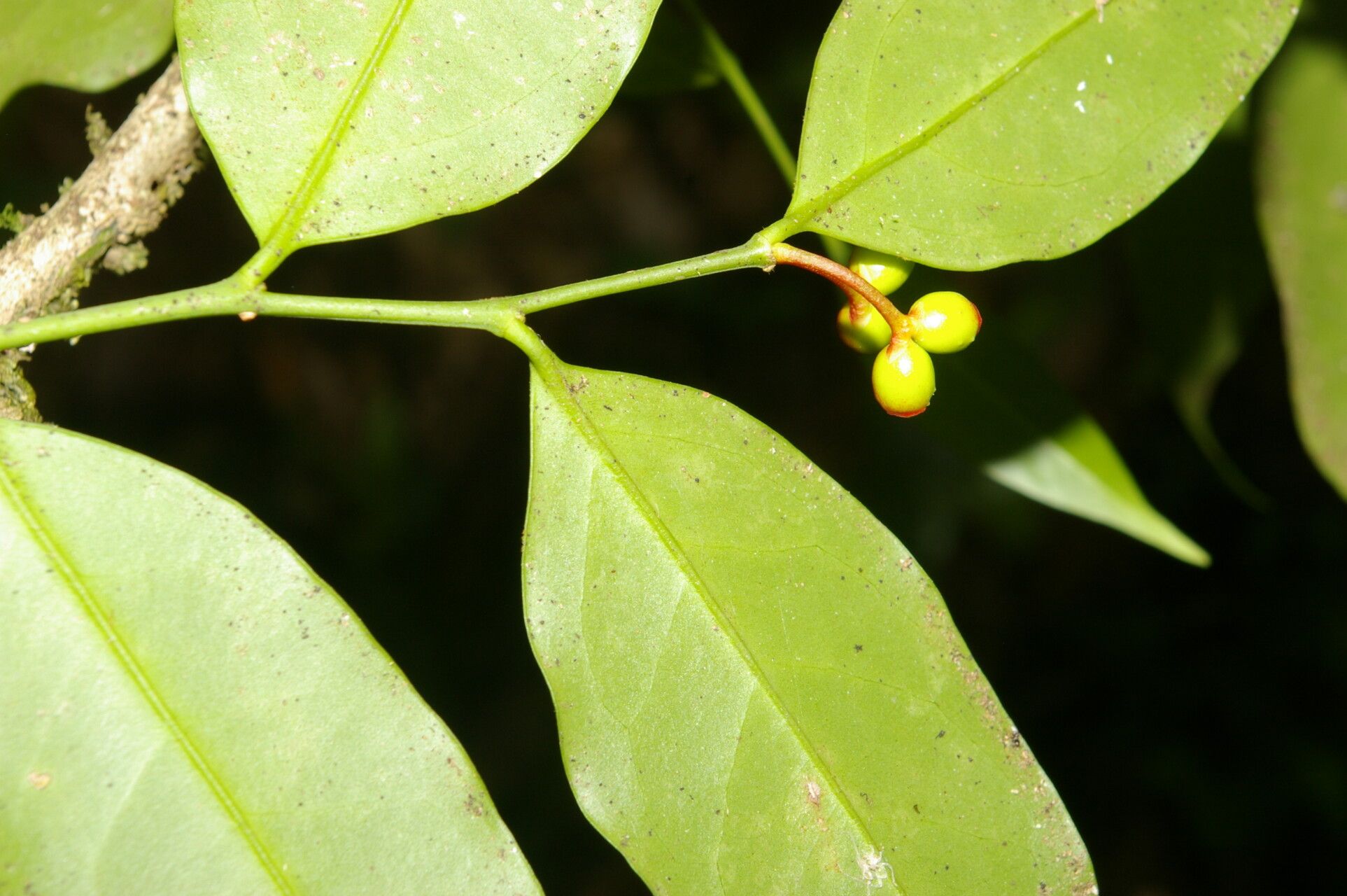 Schoepfia macrophylla fruit