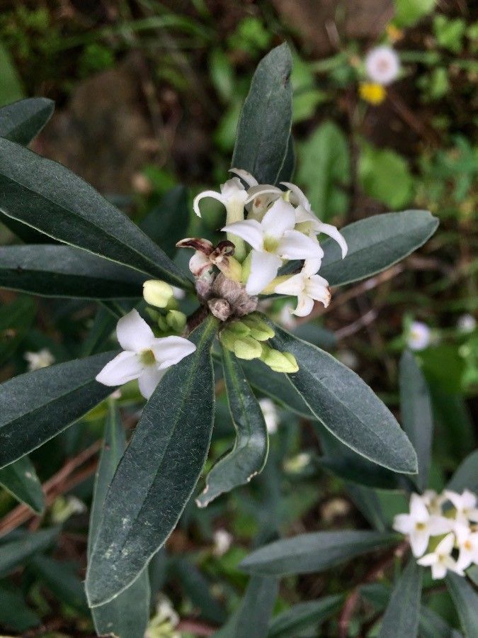 Daphne alpina flower