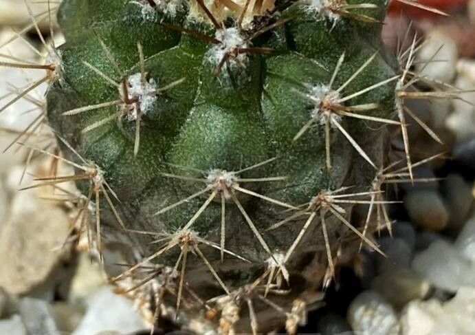 Eriosyce simulans — houseplant care guide